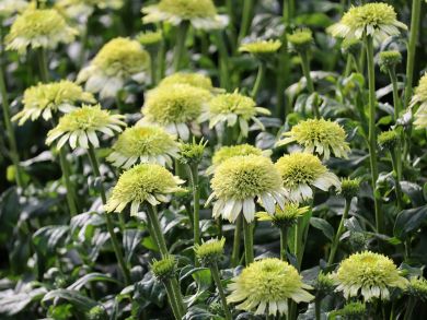 Kaunopunahattu Milkshake