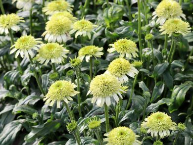 Kaunopunahattu Milkshake