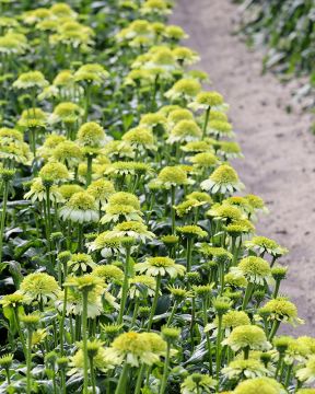 Kaunopunahattu Milkshake