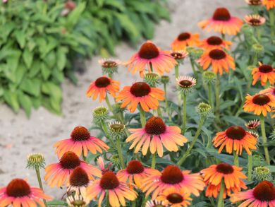 Kaunopunahattu Rainbow Marcella 3 kpl