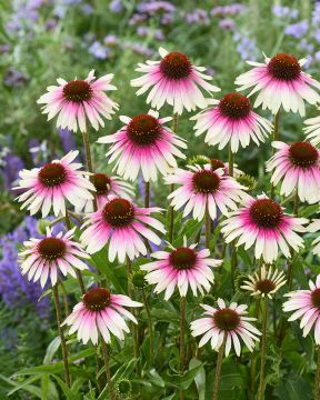 Kaunopunahattu Special White Purple