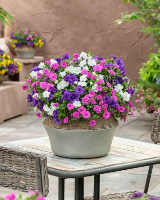 Kerrattu miljoonakello Blue Boogie