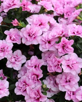 Kerrattu miljoonakello Double Pink Blush