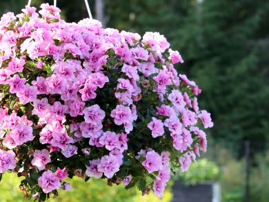 Kerrattu miljoonakello Double Pink Blush