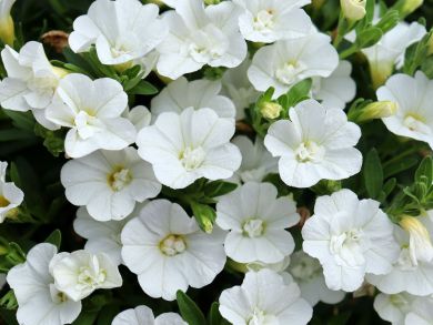 Kerrattu miljoonakello Double White