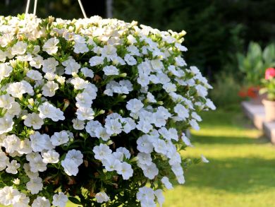 Kerrattu miljoonakello Double White