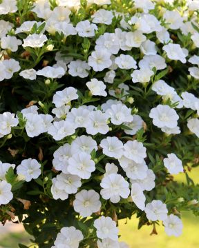 Kerrattu miljoonakello Double White