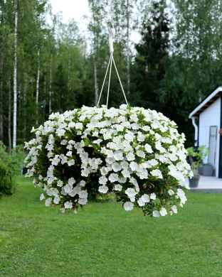 Kerrattu miljoonakello Double White