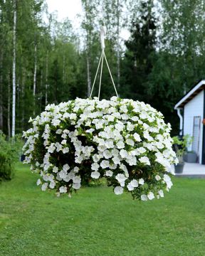 Kerrattu miljoonakello Double White