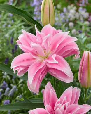 Kerrattu Oriental-lilja Milano 3 kpl