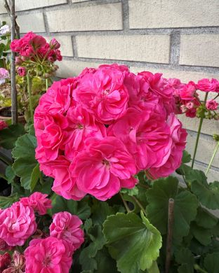 Kerrattu pelargoni Rosalinda