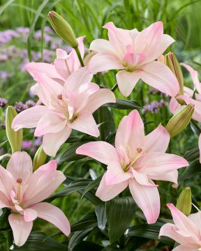 Kerrattu värililja Bentley 5 kpl