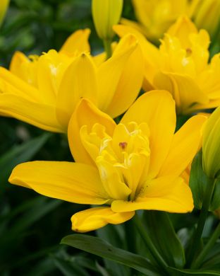 Kerrattu värililja Beverly Gold 5 kpl