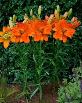 Kerrattu värililja Hulk 3 kpl