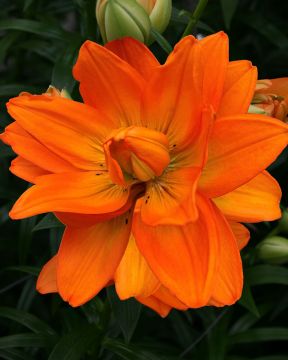 Kerrattu värililja Hulk 3 kpl