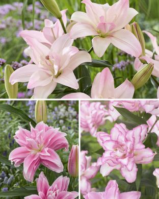 Kerratut kaunottaret -lilja mix 13 kpl