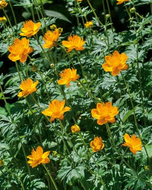 Kesäkullero Golden Queen 3 kpl