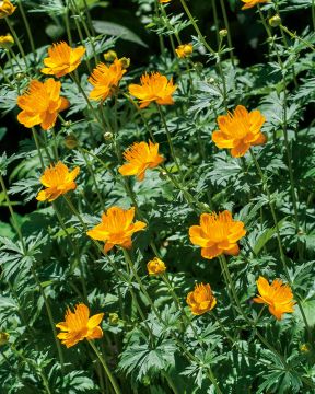 Kesäkullero Golden Queen 3 kpl