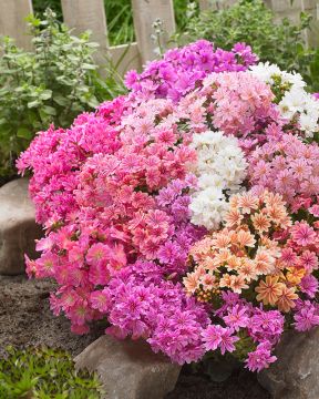 Kesälevisia mix 3 kpl