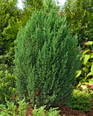 Kiinankataja Stricta 5 litran astiataimi