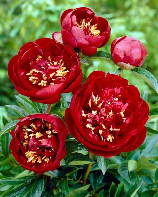 Kiinanpioni Buckeye Belle 3 kpl