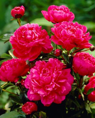 Kiinanpioni Kansas 3 kpl