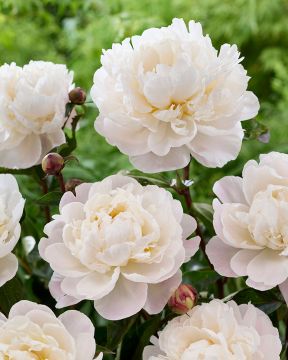 Kiinanpioni Lancaster Imp