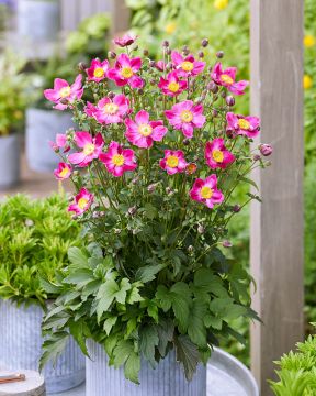 Kiinansyysvuokko Fantasy Ariel 3 kpl