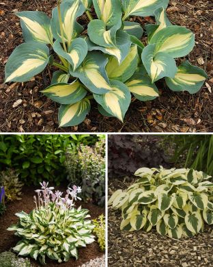 Kirjava kuunlilja mix 9 kpl