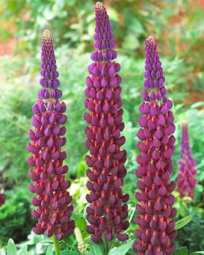 Kirjolupiini Masterpiece 3 kpl