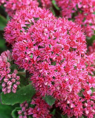 Komeamaksaruoho Carl 3 kpl