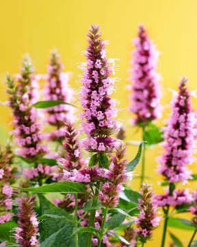 Koreaniiso Beelicious Pink 3 kpl