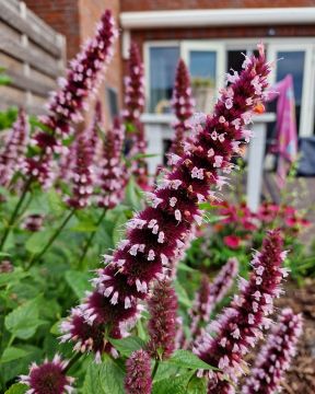 Koreaniiso Beelicious Pink 3 kpl