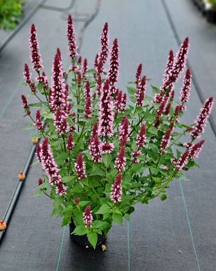 Koreaniiso Beelicious Pink 3 kpl