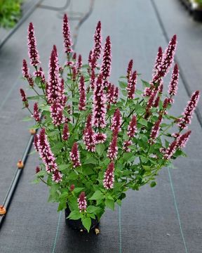 Koreaniiso Beelicious Pink 3 kpl