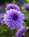 Koristedaalia Blue Boy 3 kpl