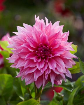 Koristedaalia Cafe au Lait Rose 3 kpl