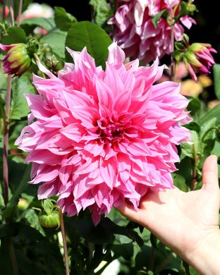 Koristedaalia Cafe au Lait Rose 3 kpl