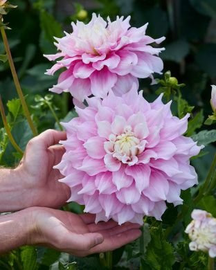 Koristedaalia Gitts Perfection 3 kpl