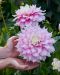 Koristedaalia Gitts Perfection