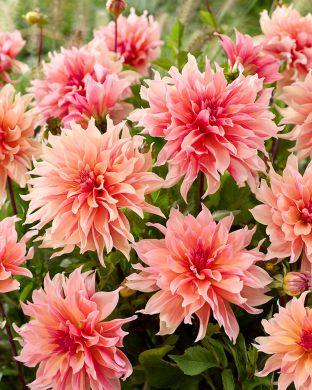 Koristedaalia Labyrinth 3 kpl