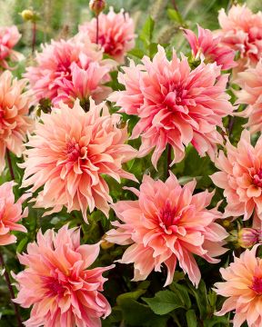 Koristedaalia Labyrinth 3 kpl