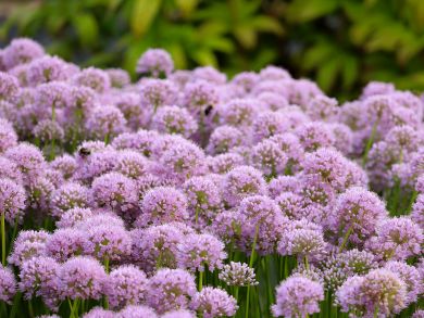 Koristelaukka Cobalt Millenium 6 kpl