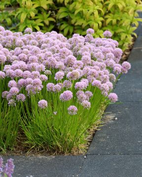 Koristelaukka Cobalt Millenium 6 kpl