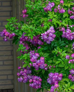 Köynnösruusu Blue Rambler