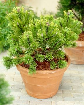 Kultavuorimänty Winter Gold