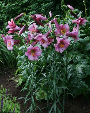 Kuningaslilja Pink Perfection 5 kpl