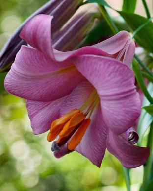 Kuningaslilja Pink Perfection 5 kpl