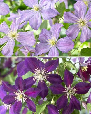 Kuningatarkärhö mix 2 kpl