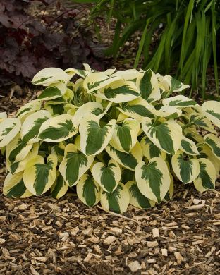 Kuunlilja Brim Cup 3 kpl